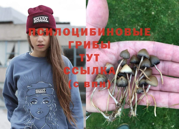 прущие грибы Красноперекопск